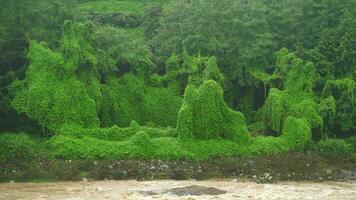 Ivy Covered Real Jungle Trees and Natural Dense Vegetation in Tropical Rain Forest video