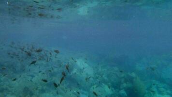 Puffer Fish and Damselfish Underwater in Sea video