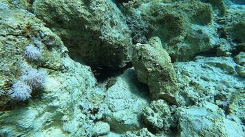 piccolo pesce fra spine di un' a spina lunga mare riccio video