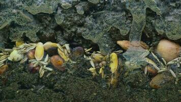 planta semillas moldura y podrido subterráneo campo video