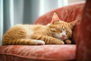 linda gato dormido o descansando en el sofá a hogar. perezoso gato dormido en el sofá. gato día concepto por ai generado foto