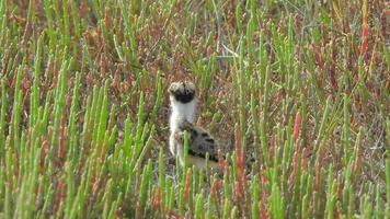 bébé vanneau oiseau poussin sur le Prairie video