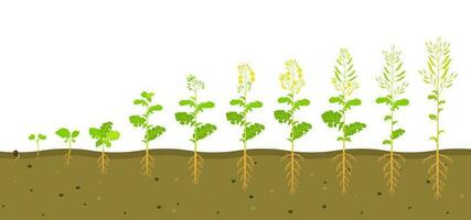 Growth cycle of rapeseed in soil. Phases of development of root system of plants. Vector illustration of growing seedlings