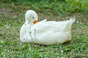 beautiful swans sit on green grass photo