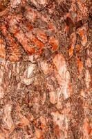 texture of bark of a fir tree photo