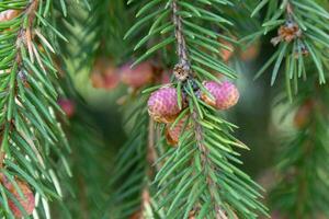 red young cones on branches of spruce photo