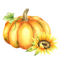 naranja calabaza y girasol. granja orgánico otoño vegetales. otoño decoración. aislado. acuarela ilustración. eso es Perfecto para acción de gracias y Víspera de Todos los Santos tarjetas o carteles png