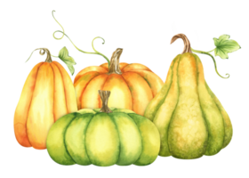 Ripe orange and green pumpkins and leaves. Farm organic autumn vegetables. Autumn decoration. Isolated. Watercolor illustration. It is perfect for thanksgiving and halloween cards or posters png