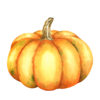 Ripe orange pumpkin. Farm organic autumn vegetables. Isolated. Watercolor illustration. Hand drawing. It is perfect for thanksgiving and halloween cards or posters png