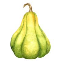 maduro verde calabaza. granja orgánico otoño vegetales. aislado. acuarela ilustración. mano dibujo. eso es Perfecto para acción de gracias y Víspera de Todos los Santos tarjetas o carteles png