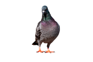 Full Body front view of pigeon bird standing and walking isolate on transparent background, PNG File format