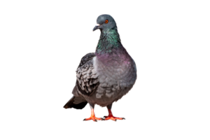 plein corps de face vue de Pigeon oiseau permanent isoler sur transparent fond, gris pigeon, png fichier
