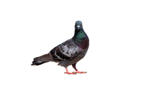 plein corps côté vue de Pigeon oiseau permanent isoler sur transparent arrière-plan, png fichier
