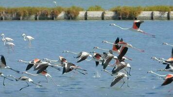 rebanho do selvagem flamingo pássaros vôo dentro uma pantanal lago dentro uma real natural habitat video