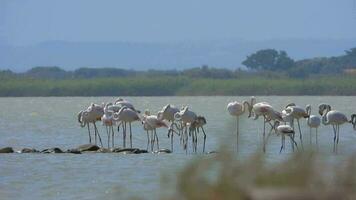 wild flamingo vogelstand in een wetland meer in een echt natuurlijk leefgebied video