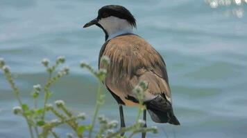 un' pavoncella uccello nel suo naturale habitat vicino il acqua video