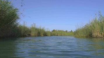 un' fiume circondato di canne su un' piatto pianura video