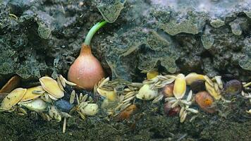 plantar sementes moldagem e apodrecendo subterrâneo campo video