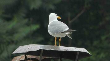uma lindo, limpar \ limpo e brilhante emplumado gaivota pássaro em a cobertura video