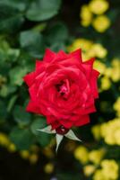 Old Port tea rose blooms in the garden in summer photo