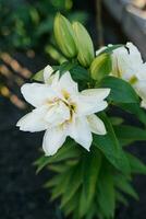 White double oriental Roselily Sita blooms in the garden in summer photo