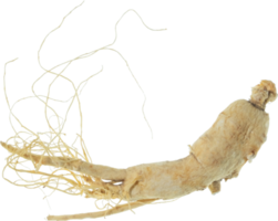 ginseng cut out on transparent background. png