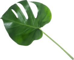 monstera leaf cut out on transparent background. png