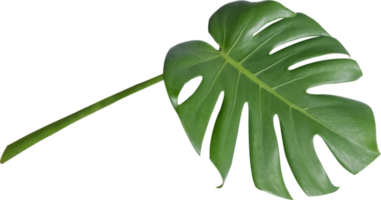 monstera leaf cut out on transparent background. png