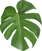 monstera leaf cut out on transparent background. png