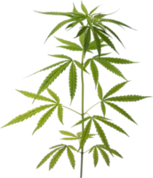 Cannabis, Hanf Pflanze Schnitt aus auf transparent Hintergrund. png