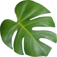 monstera leaf cut out on transparent background. png