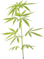 Cannabis, Hanf Pflanze Schnitt aus auf transparent Hintergrund. png
