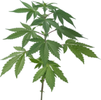 cannabis, hemp plant cut out on transparent background. png