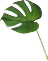 monstera leaf cut out on transparent background. png