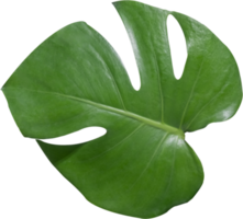 monstera leaf cut out on transparent background. png