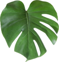 monstera leaf cut out on transparent background. png