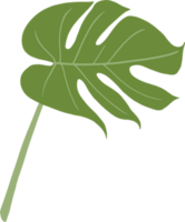 monstera plant freehand drawing. png