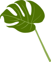 monstera plant freehand drawing. png