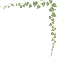 Simplicity ivy freehand drawing png