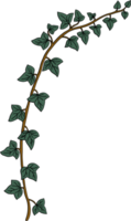 Simplicity ivy freehand drawing png