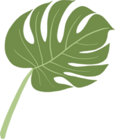 monstera plant freehand drawing. png