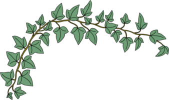 Simplicity ivy freehand drawing png