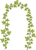 Simplicity ivy freehand drawing png