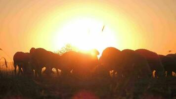 troupeau de mouton dans le contre-jour de le horizontal magnifique rouge Soleil video