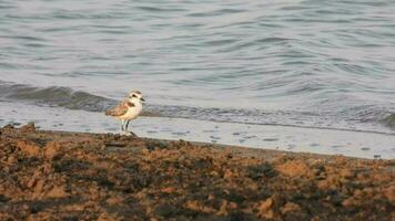 Ringed Plover Bird Looking for Food by the Water video