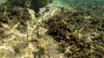 embaixo da agua do uma musgoso mar com microscópico animais plânctons e pequeno peixes dentro natural ecossistema video