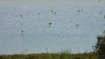 wild flamingo vogelstand in een wetland meer in een echt natuurlijk leefgebied video