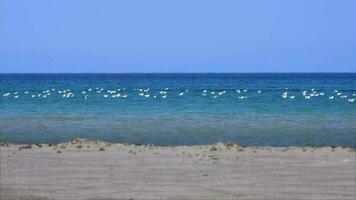 el rebaño de gaviotas sentado y nadando en el mar video