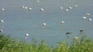 salvaje flamenco aves en un humedal lago en un real natural habitat video