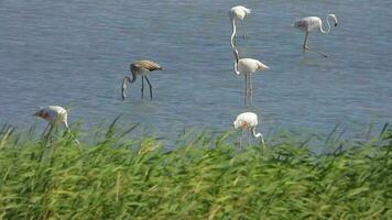 wild flamingo vogelstand in een wetland meer in een echt natuurlijk leefgebied video